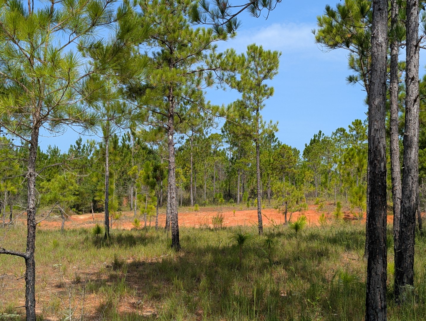 Longleaf pine stand with a clay trail beyond