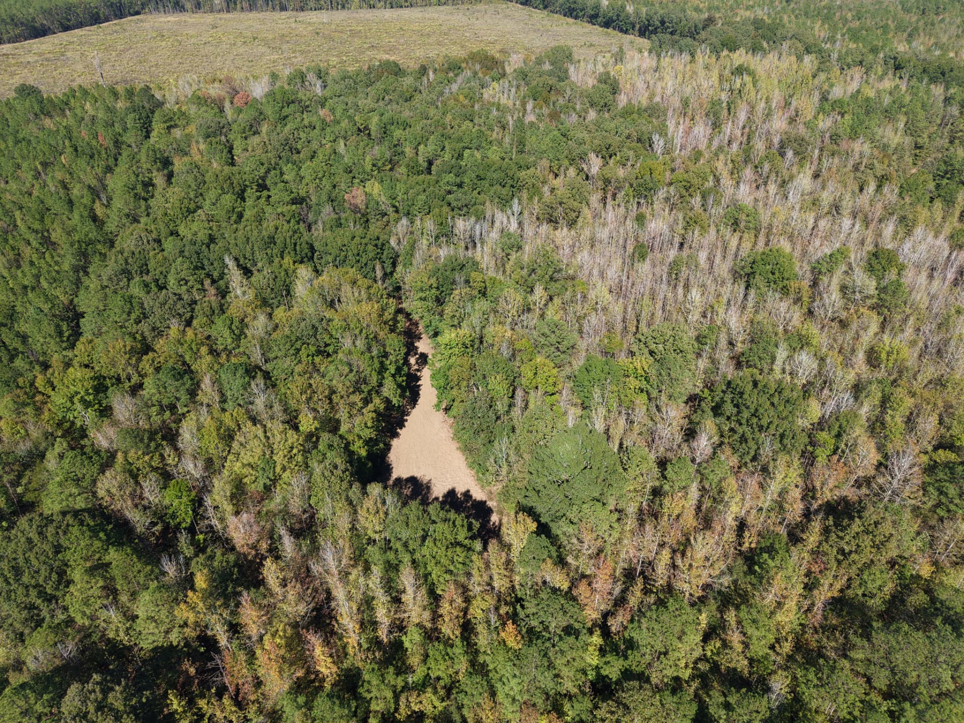 Aerial of wooded acreage and connected hunting openings at Flatwood 40 Tract, Marengo County, Alabama