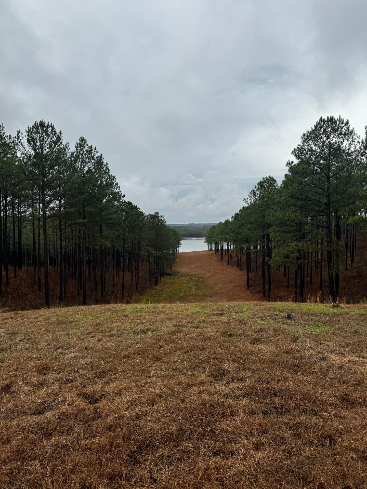 View from Knight’s Hill through the pines toward the lake after development