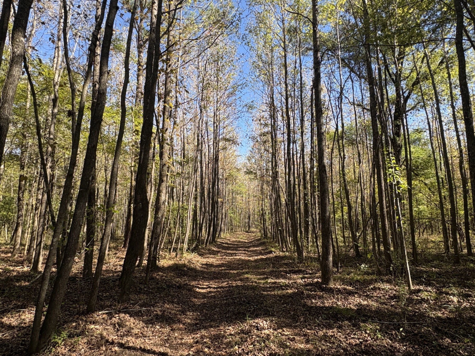 Tall hardwoods lining an internal trail at Flatwood 40 Tract, Marengo County, Alabama