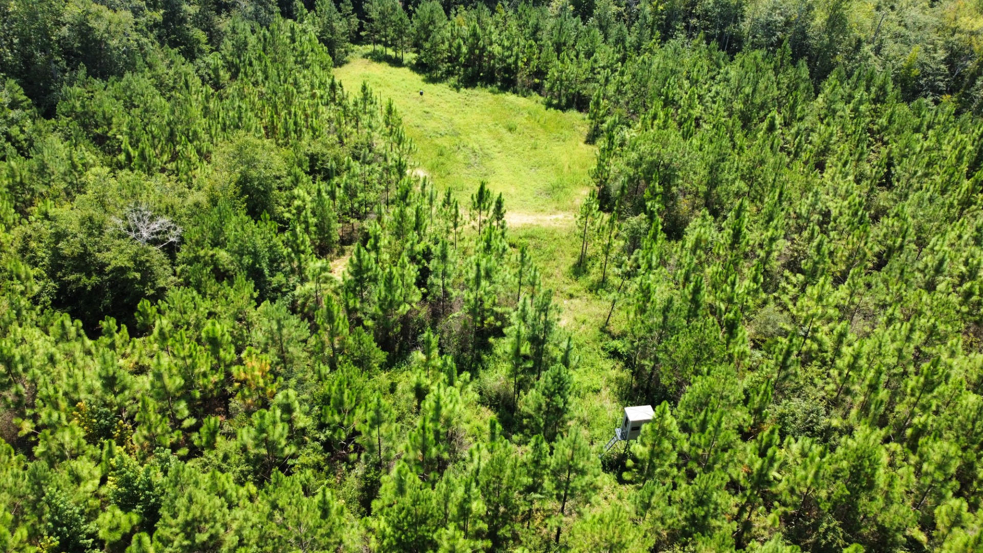 Aerial of an opening tucked inside the pine stands
