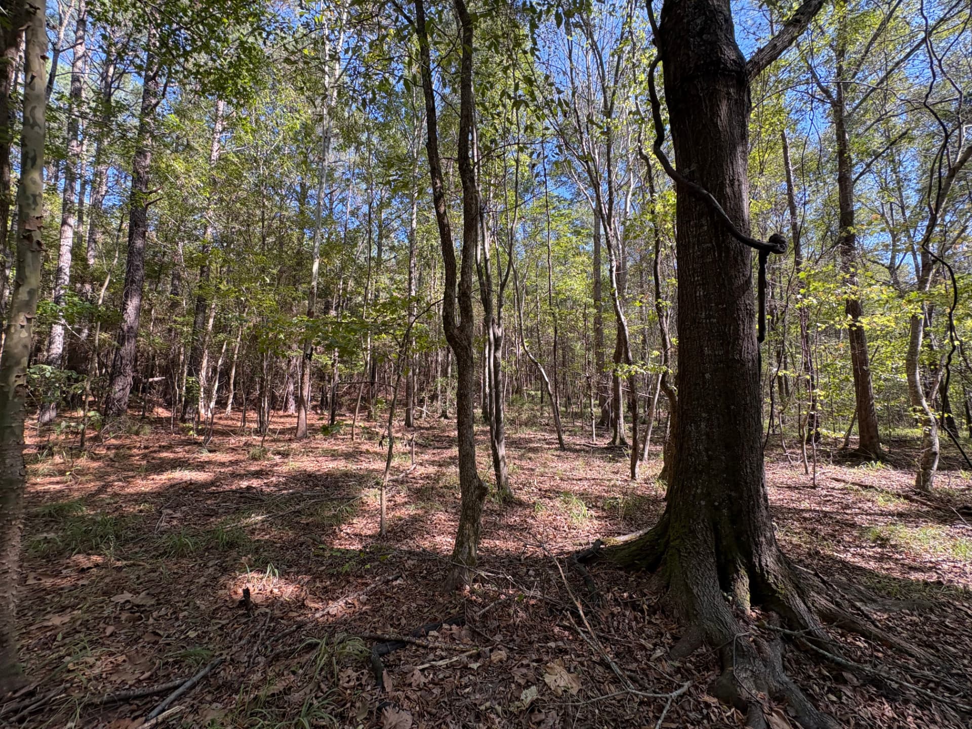 Mature hardwoods along the drainage toward the pond