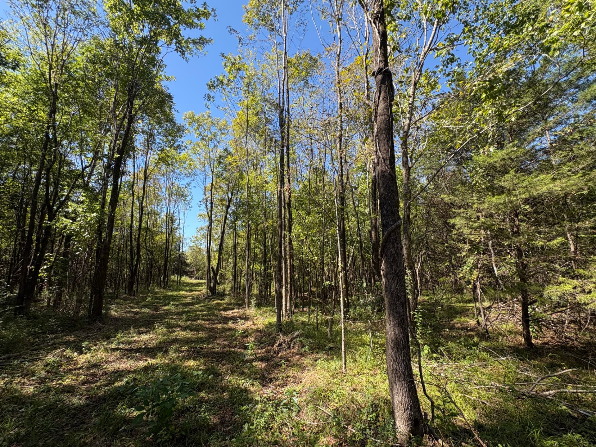 Shaded woodland of young hardwoods and pines along a creek drain