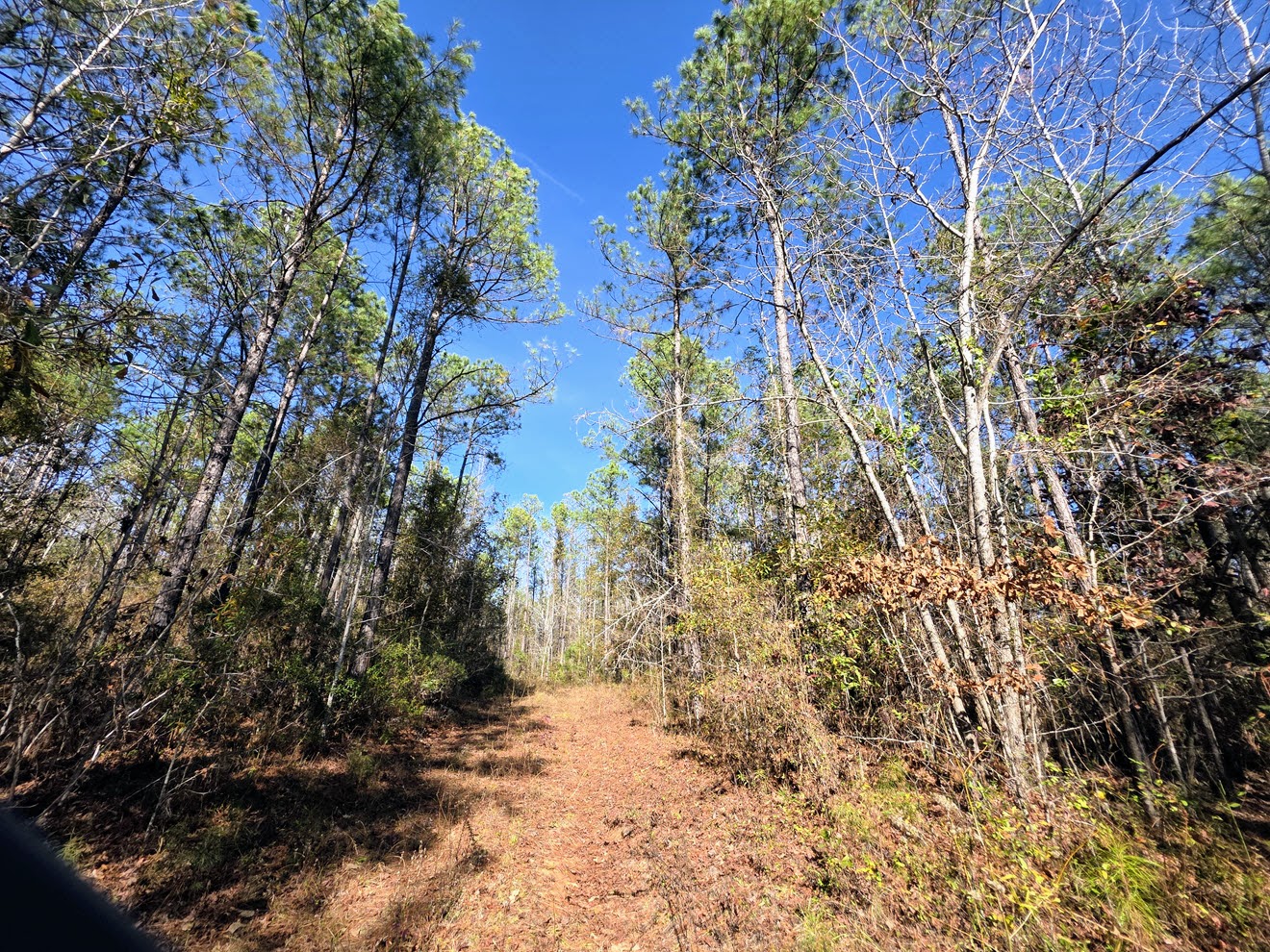 Internal trail beneath mixed hardwoods and pines at North Perry 130 Tract, Perry County, Alabama
