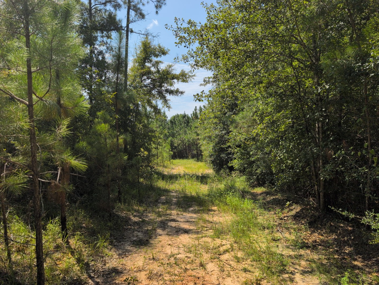 Grassy trail lined with pines