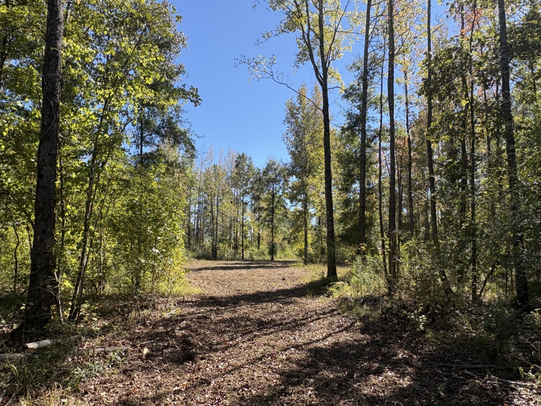 Internal woodland trail with open understory at Flatwood 40 Tract, Marengo County, Alabama
