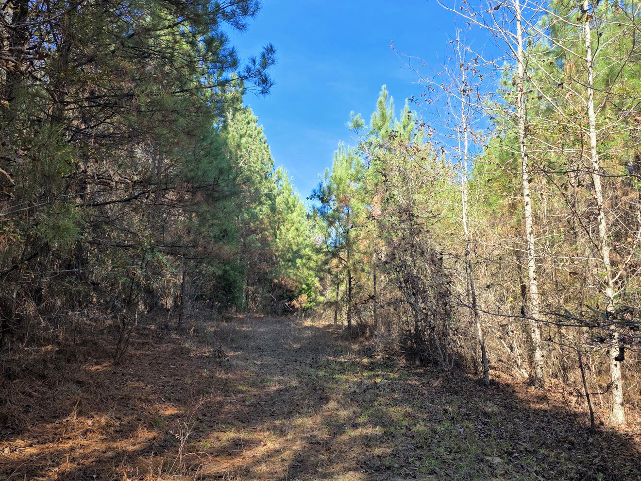Internal lane through mixed pines and hardwoods at North Perry 130 Tract, Perry County, Alabama
