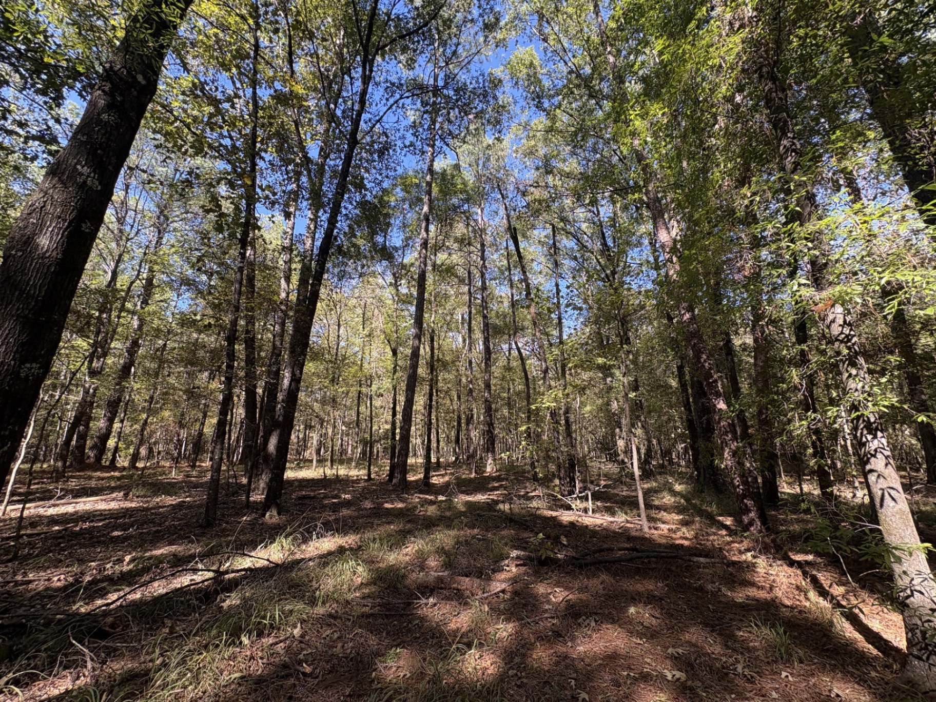 Mixed hardwoods and pines with an open understory at Flatwood 40 Tract, Marengo County, Alabama