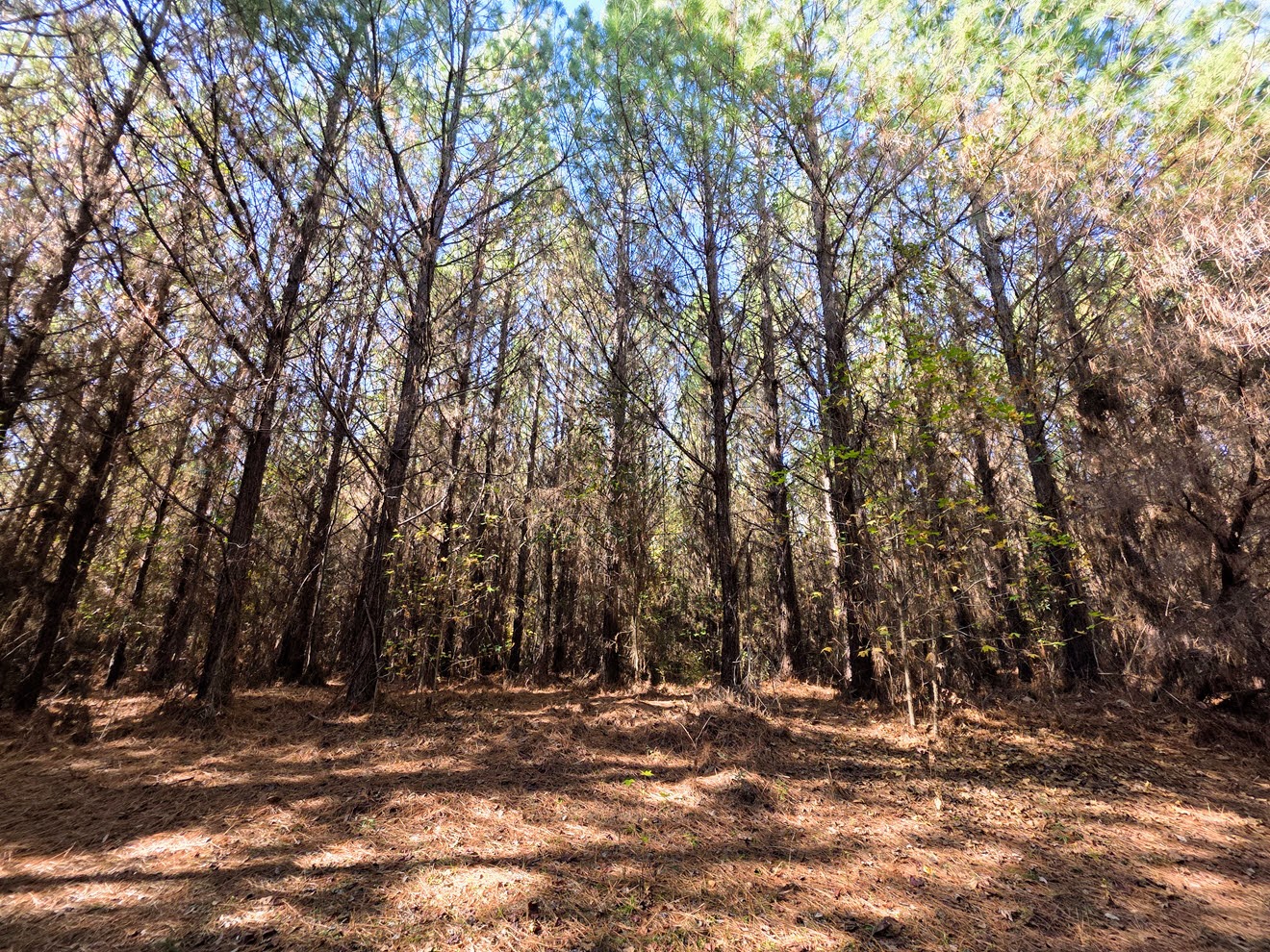 Open stand of mature pine timber at North Perry 130 Tract, Perry County, Alabama