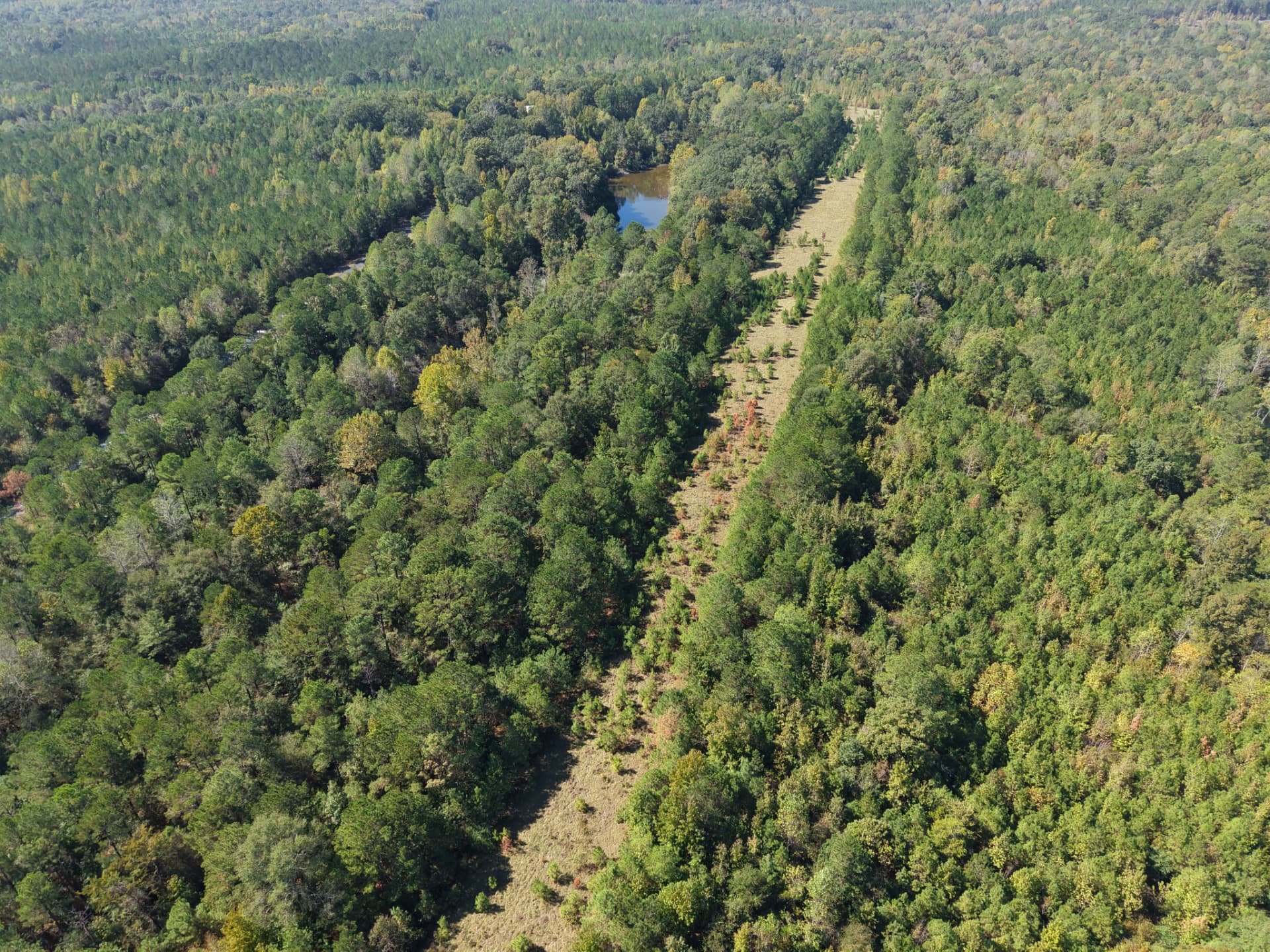 High aerial of the tract's planted pines, runway strip and pond