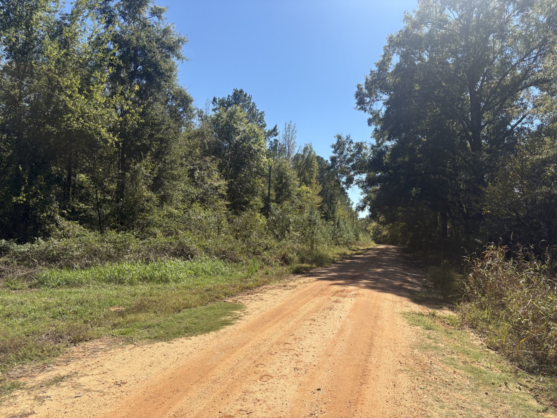County dirt road beside wooded land at Flatwood 40 Tract, Marengo County, Alabama