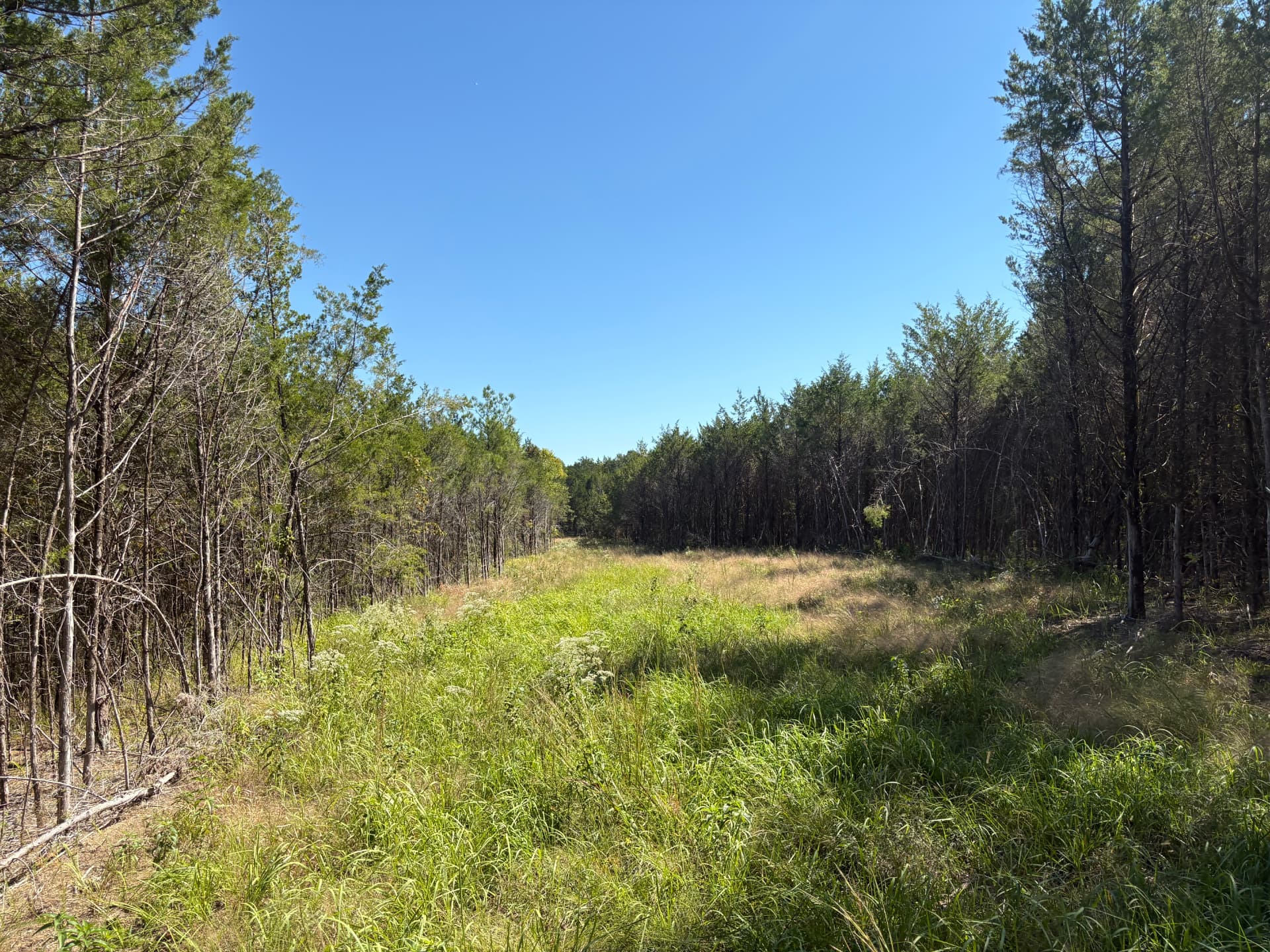 Green lane between stands of tall pines and cedars