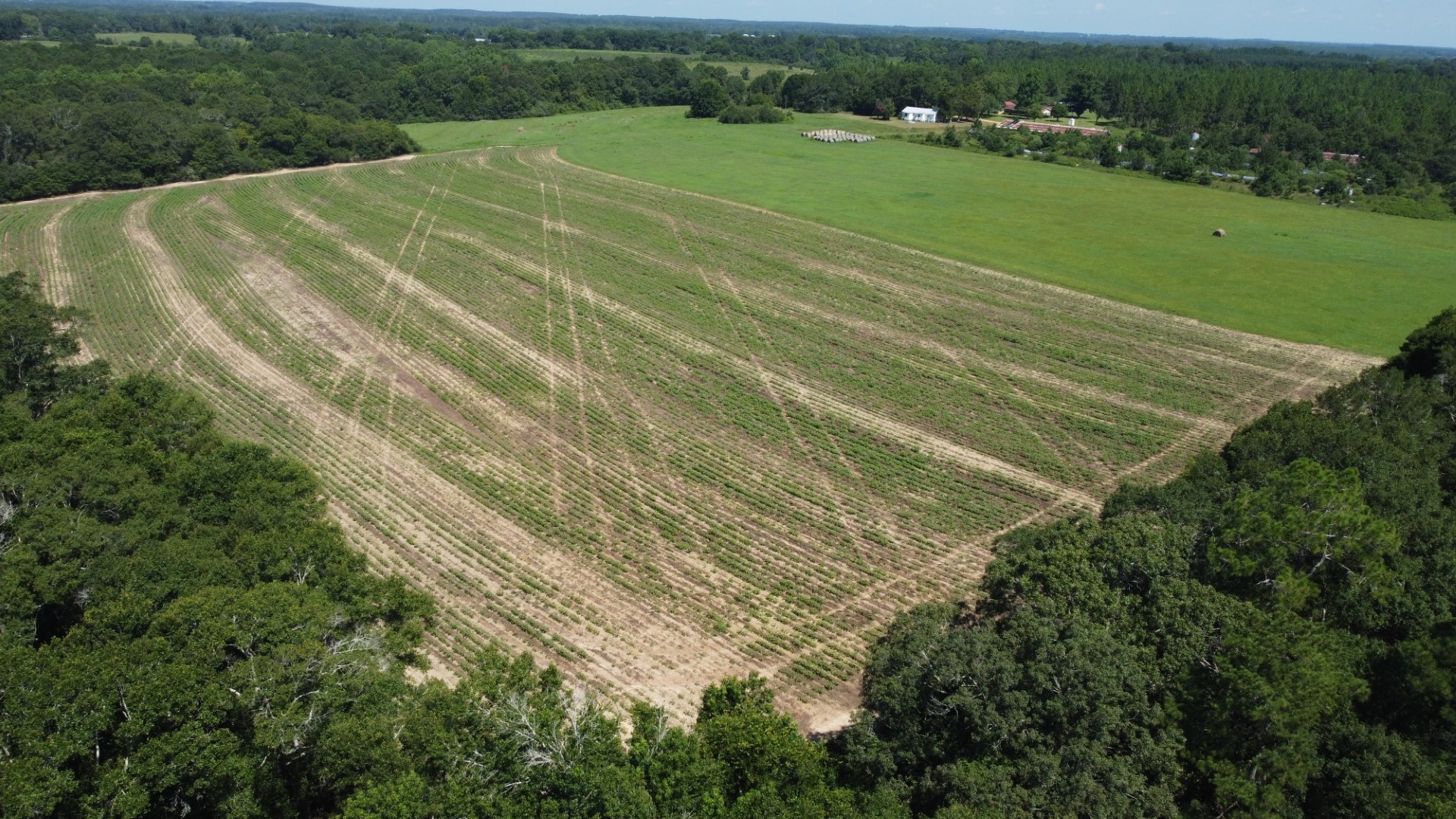High aerial of the crop field, the adjacent pasture and the timber that borders the tract