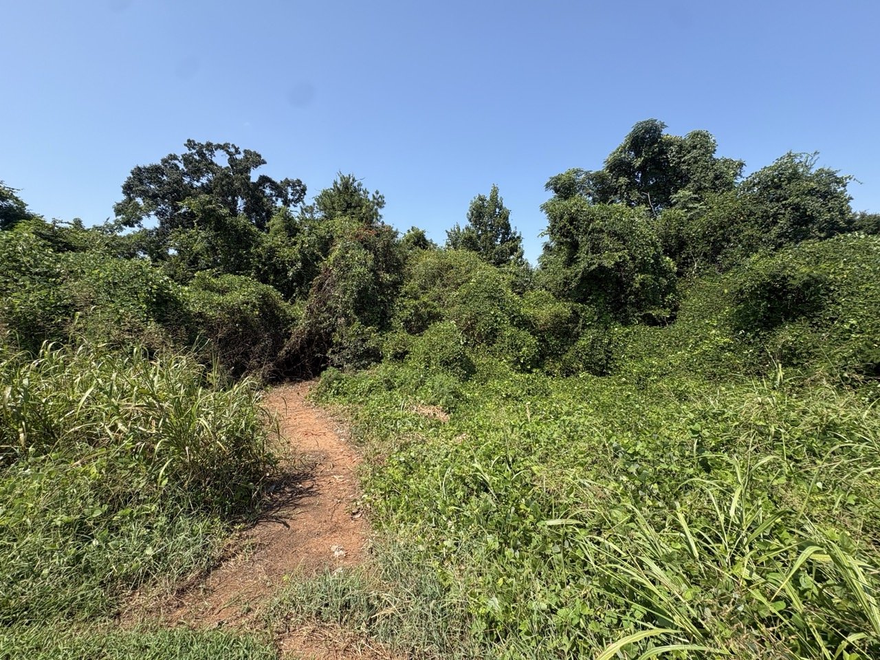 Footpath leading into the wooded homesites