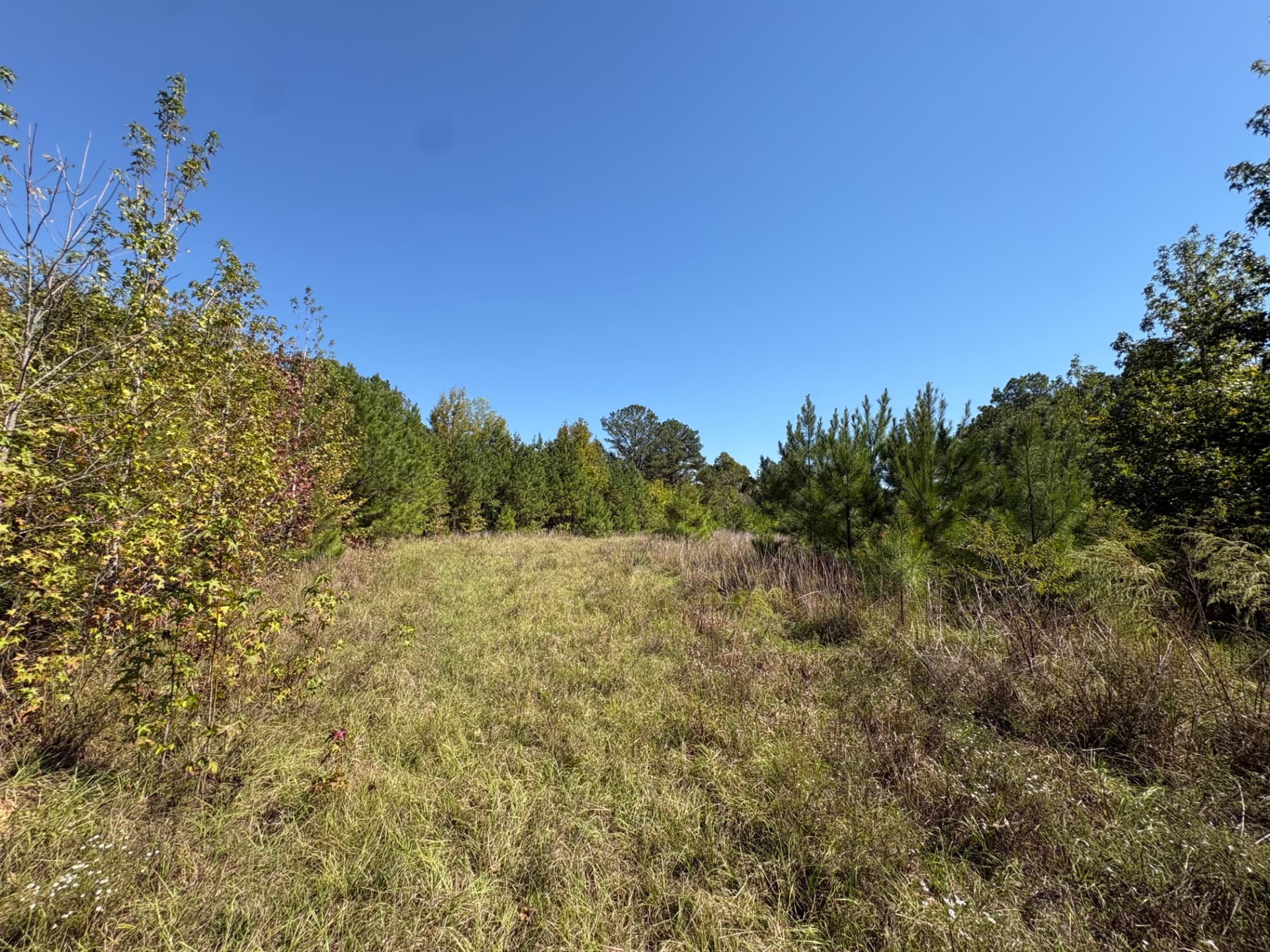 Grassy opening ringed by young pines and hardwoods