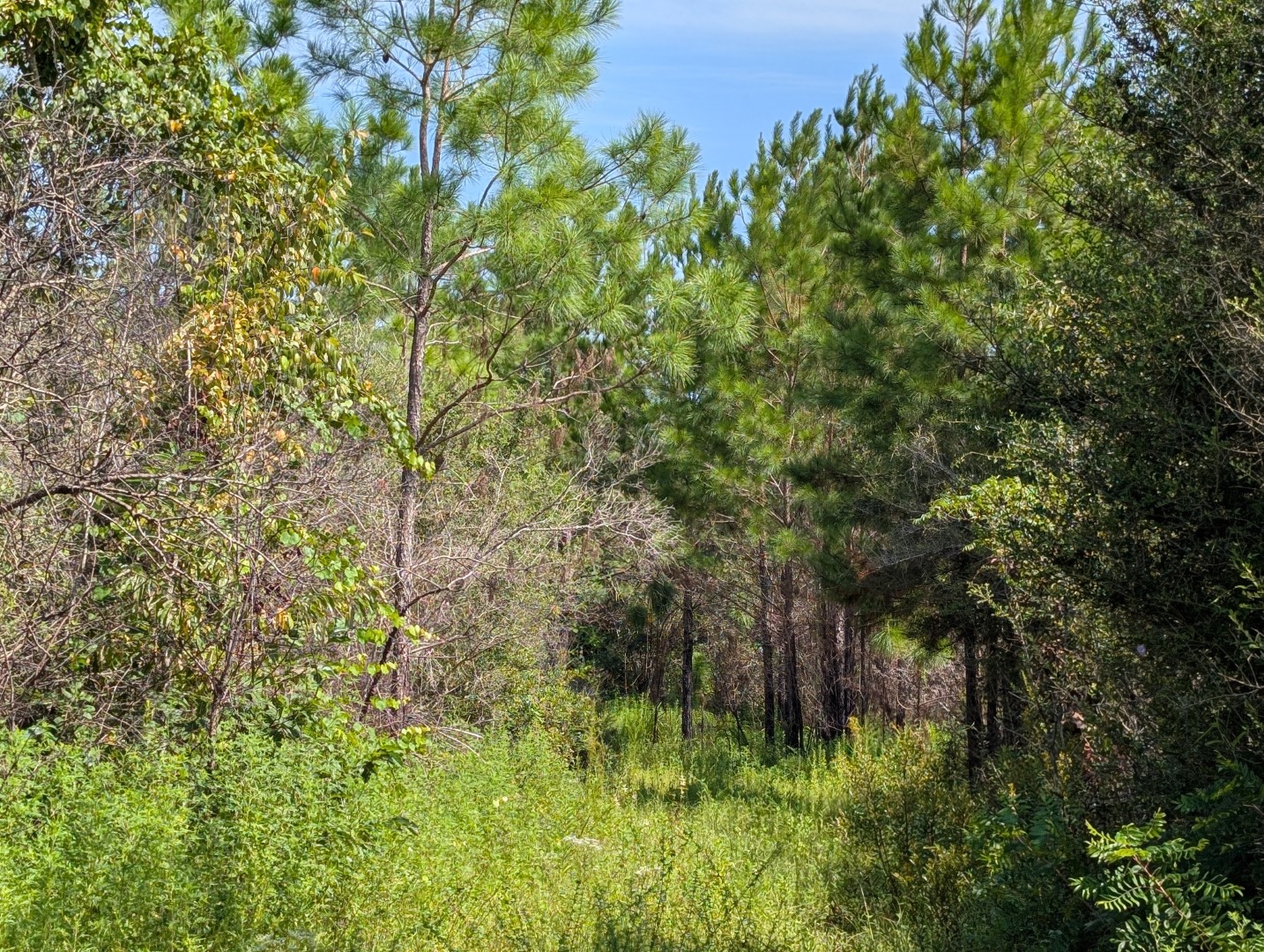 Mixed pine and hardwood timber at the woods' edge