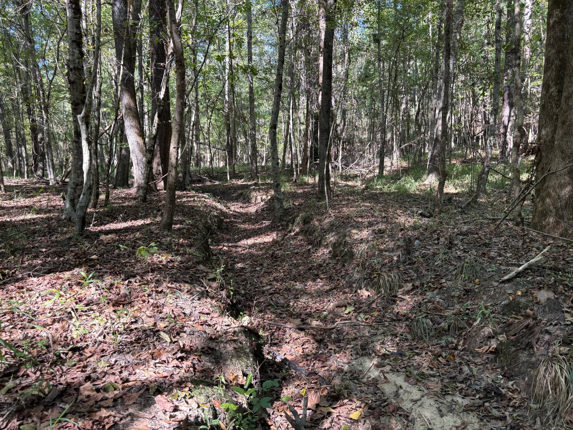 Hardwood stand along the western drainage
