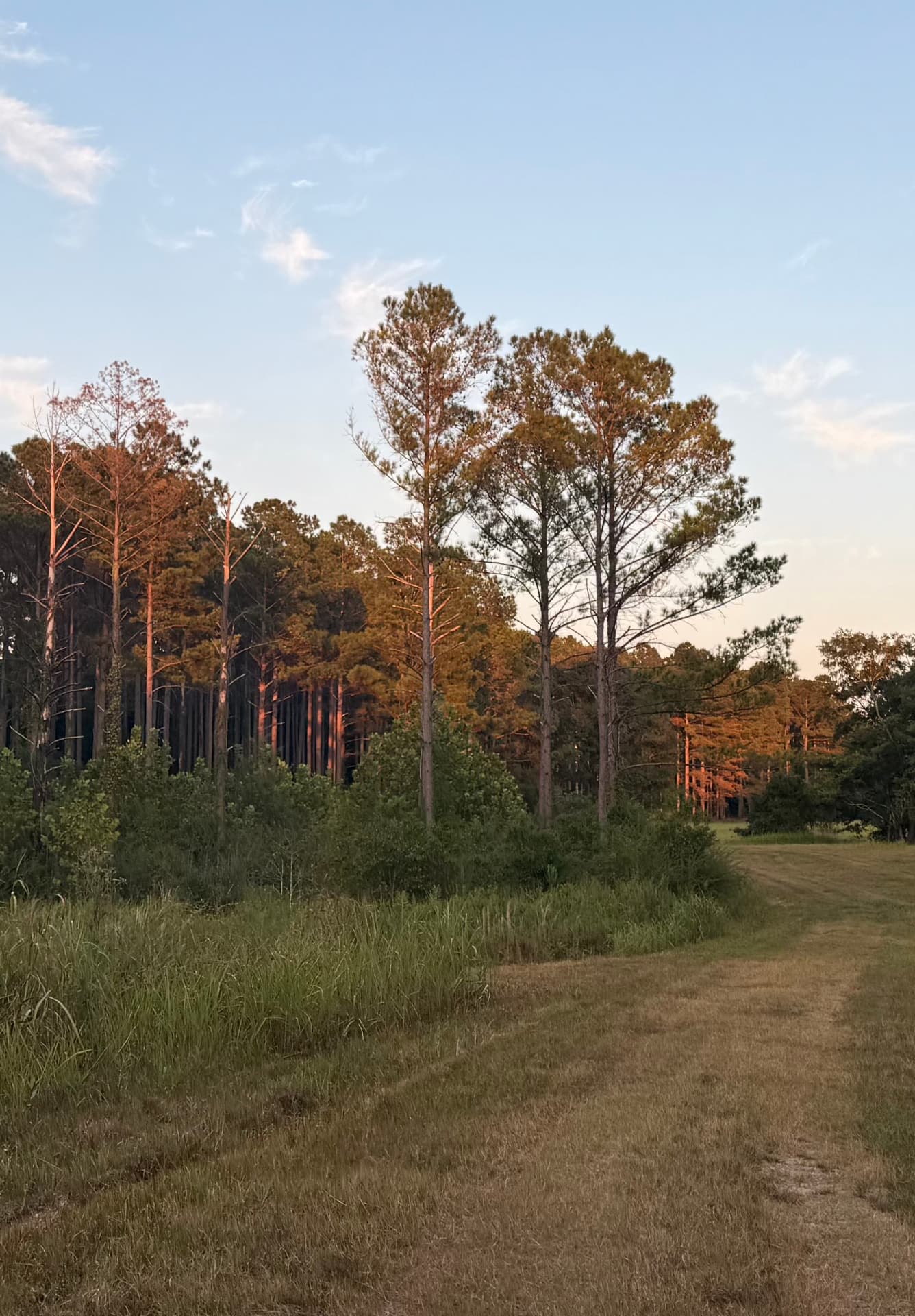 Warm sunset light over open rural land in Alabama