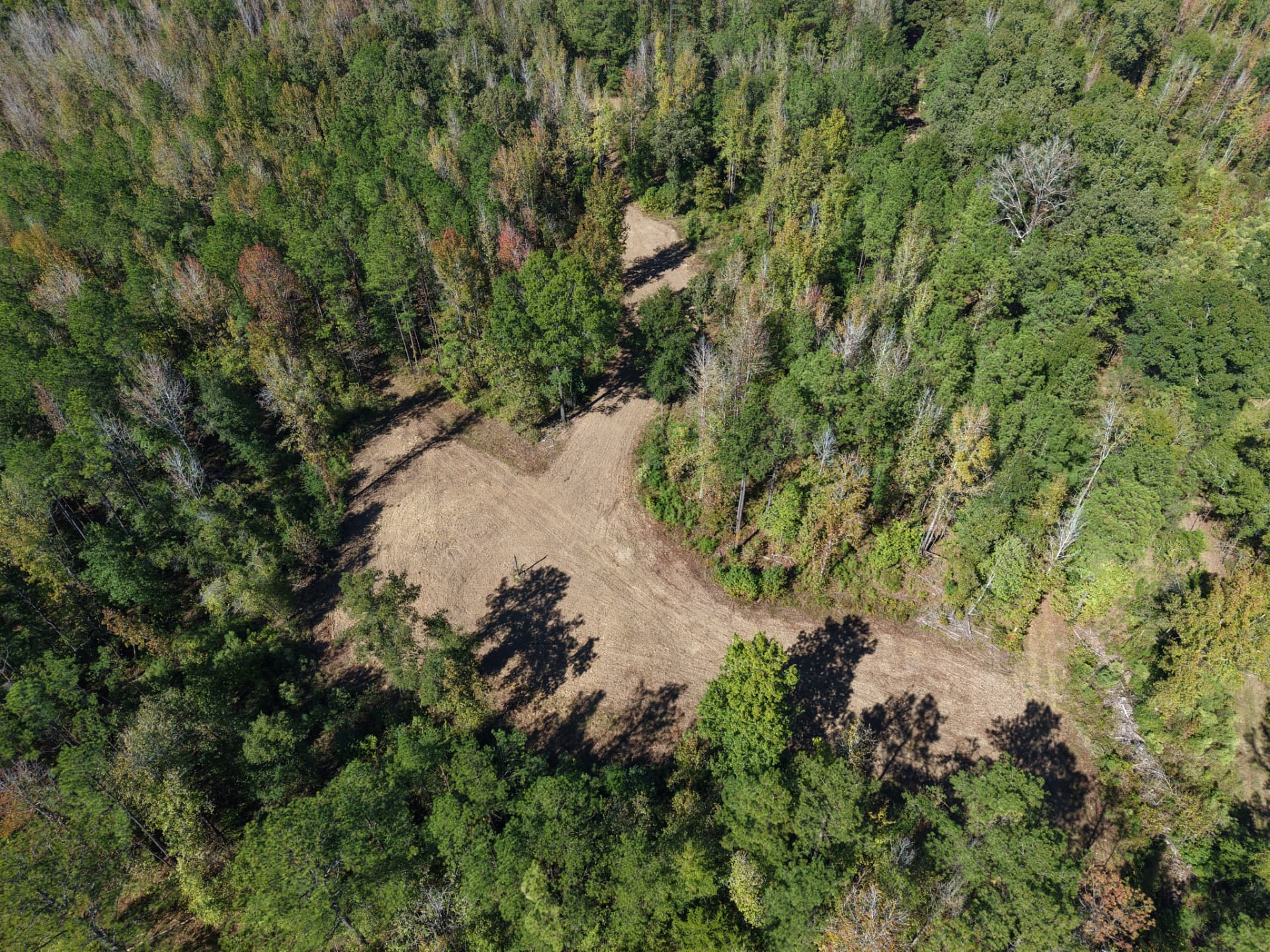 Overhead aerial of a hunting clearing surrounded by timber at Flatwood 40 Tract, Marengo County, Alabama