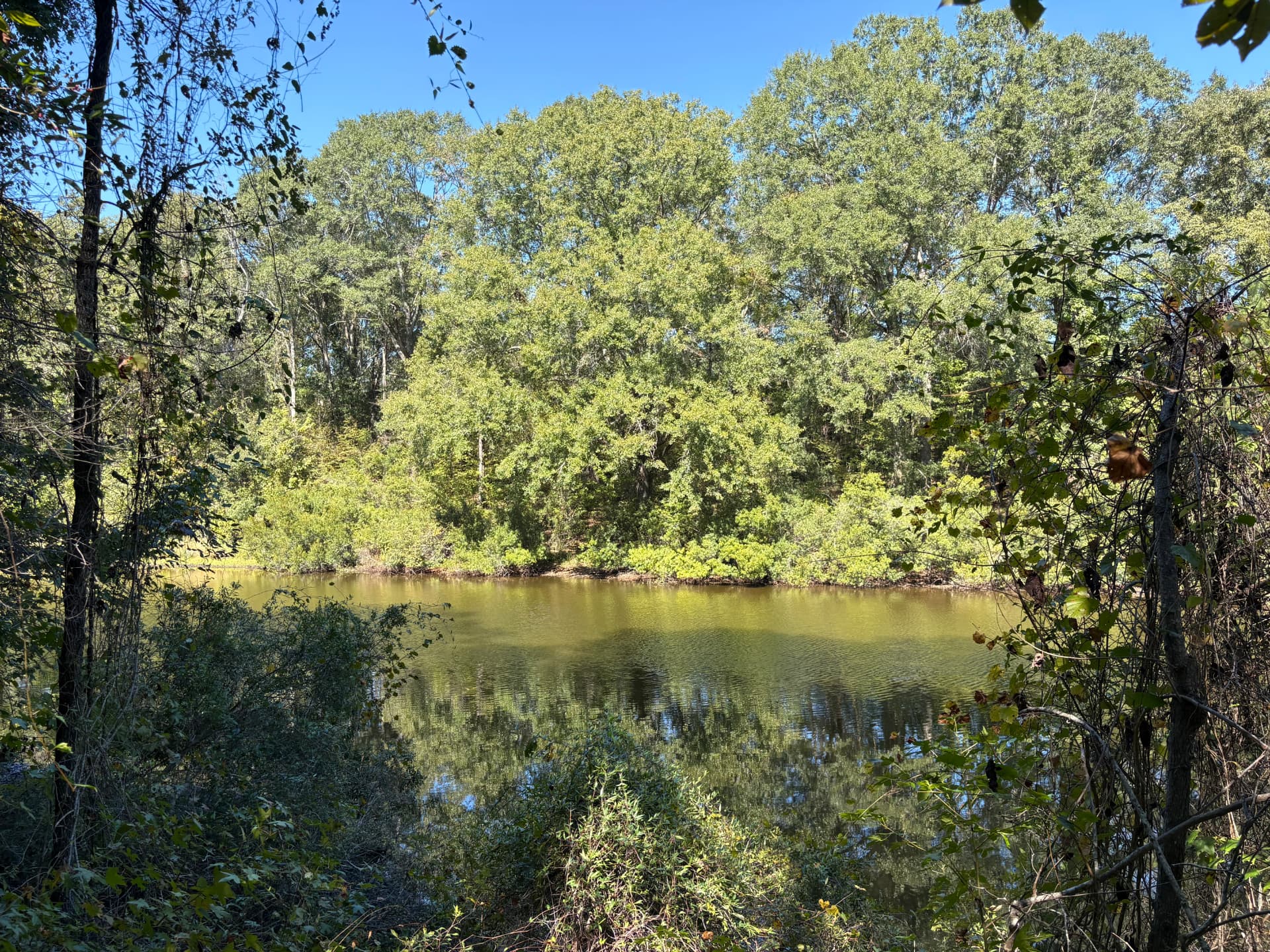 The pond glimpsed through hardwoods