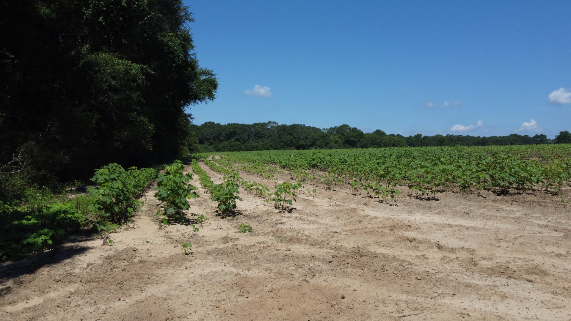 Young row crop in rows across the open ground, timber along the far edge