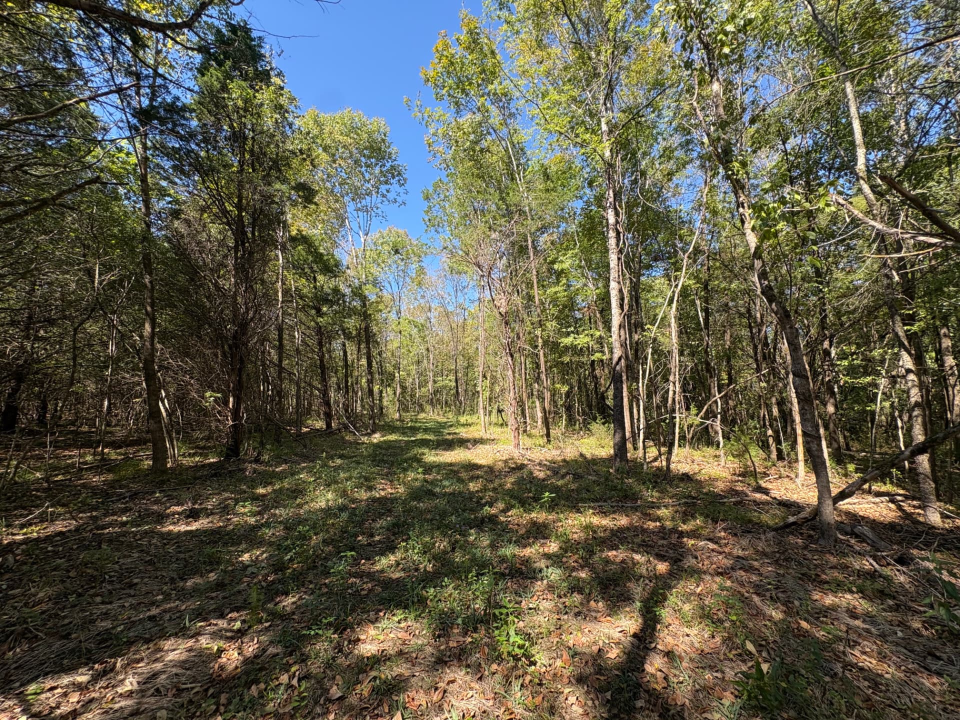 Woodland trail through mixed hardwoods and cedar