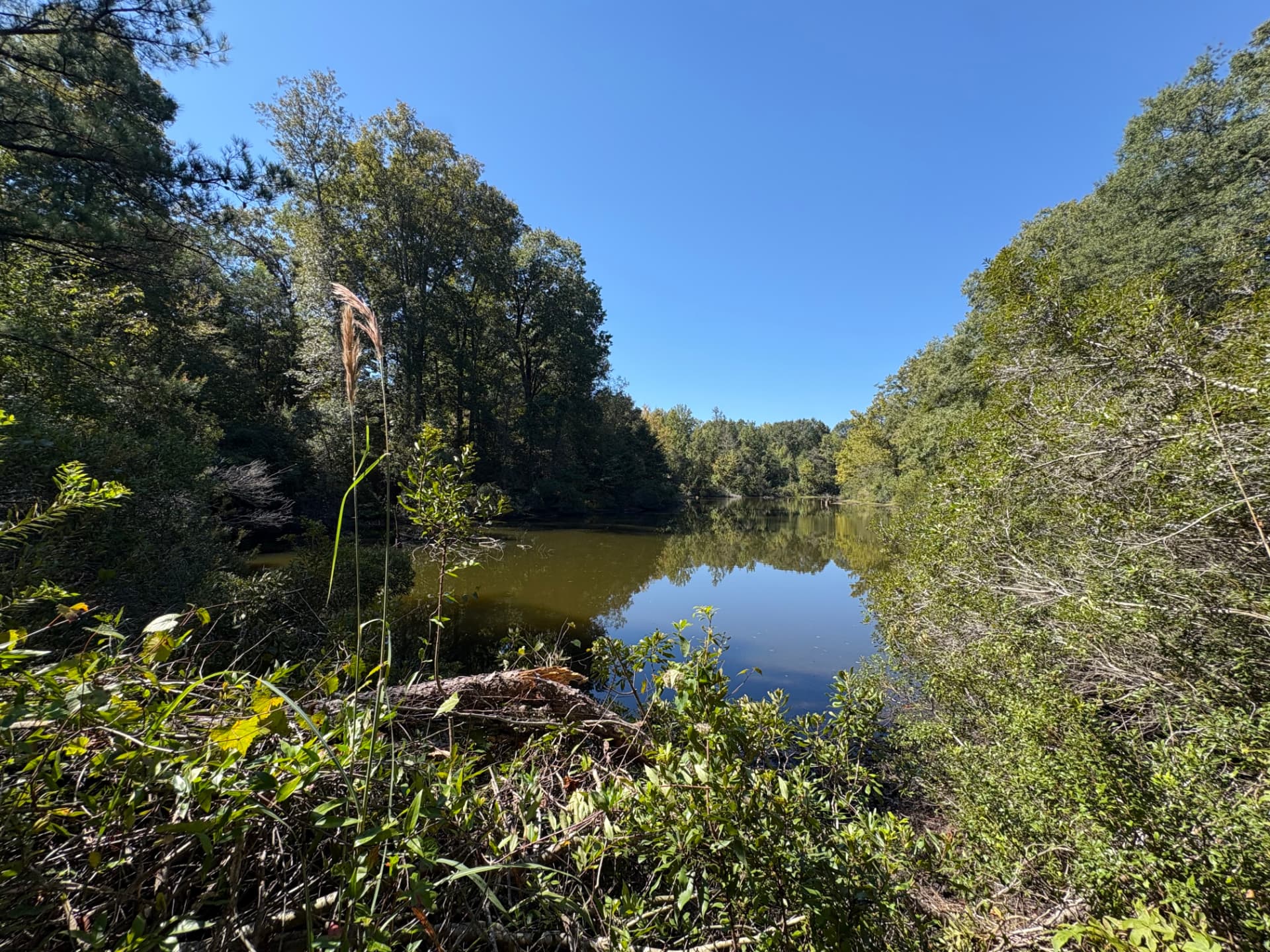 The pond seen from the bank through native vegetation
