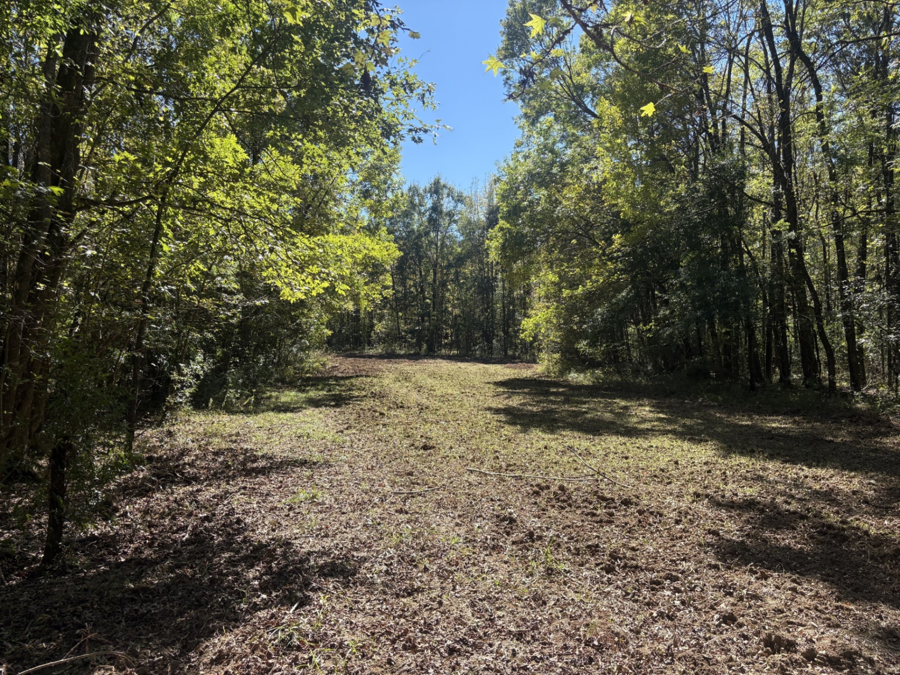 Hunting opening through mixed timber at Flatwood 40 Tract, Marengo County, Alabama