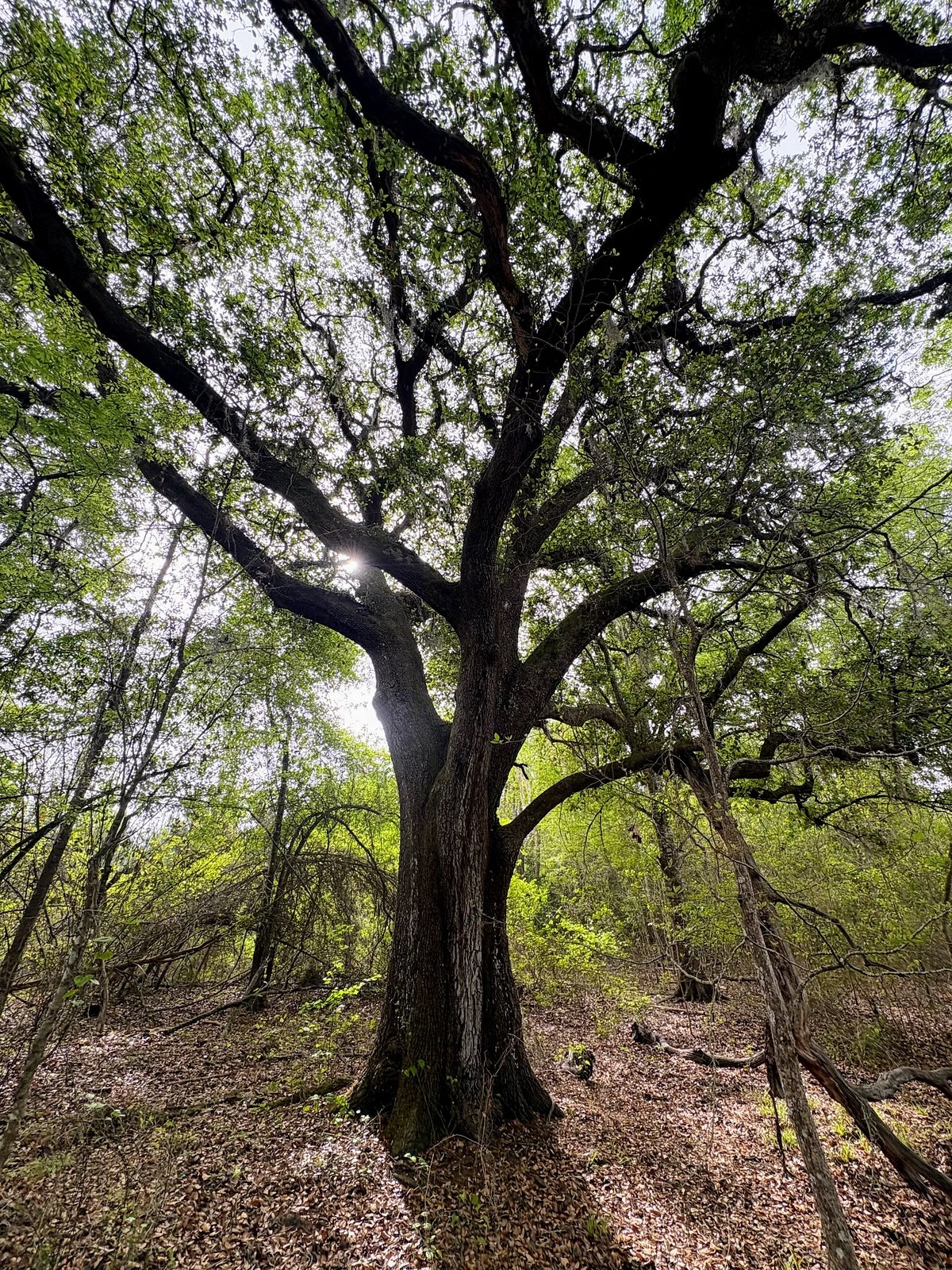 Mature live oak among pines and hardwoods on Cypress Pines Mini Farm in Cottondale, Florida