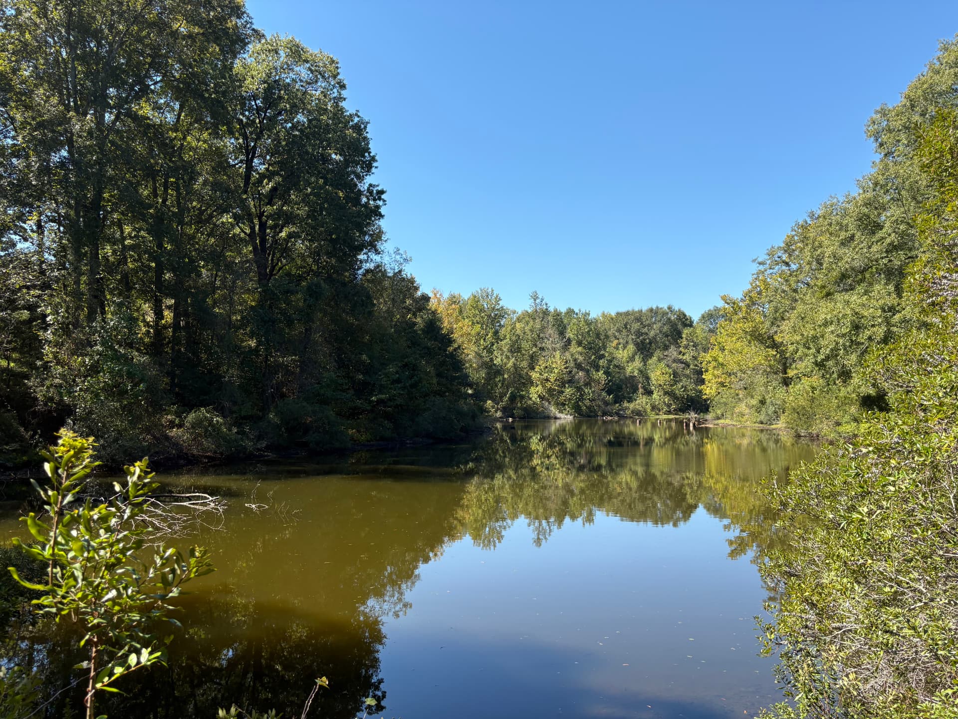 Calm pond water mirroring the hardwood treeline