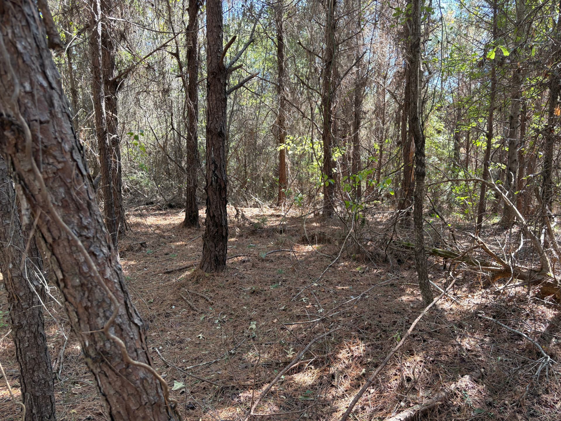 Tall pines over a needle-covered forest floor