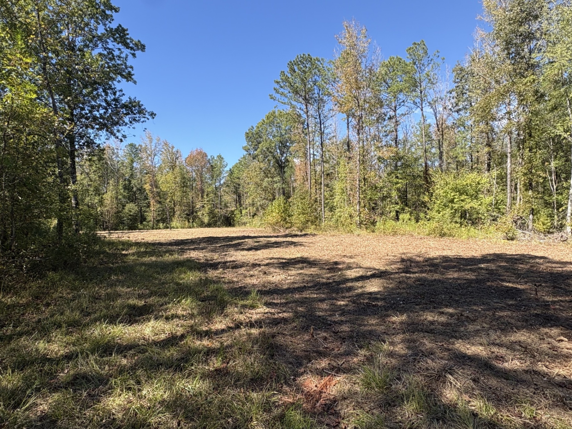 Prepared wildlife opening surrounded by timber at Flatwood 40 Tract, Marengo County, Alabama