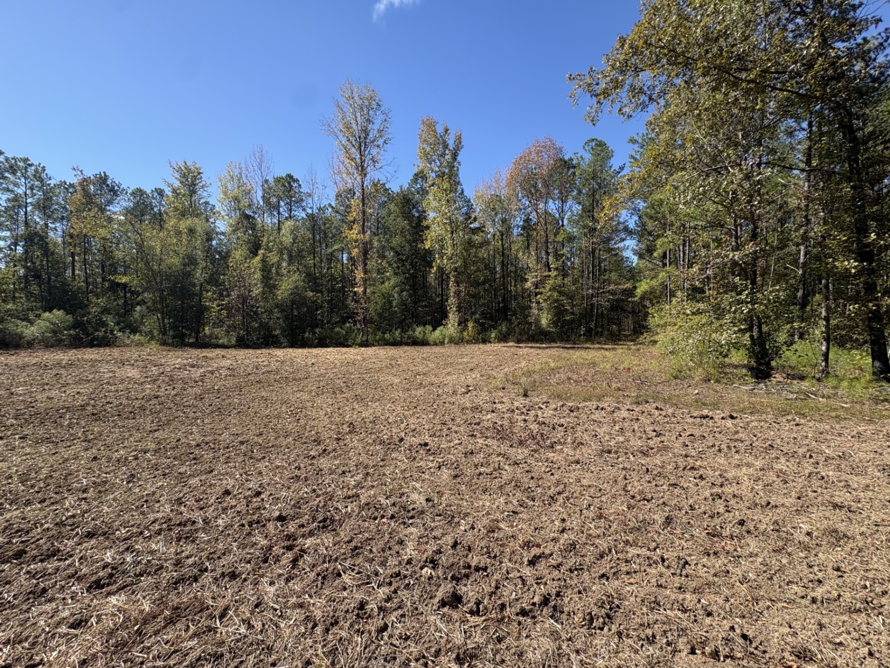 Wide food plot bordered by mature trees at Flatwood 40 Tract, Marengo County, Alabama