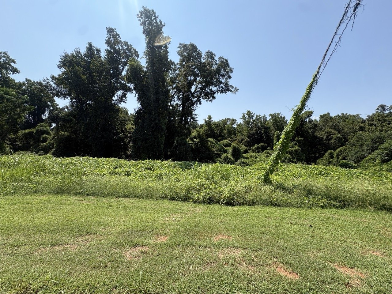 Wooded frontage on Lot 334
