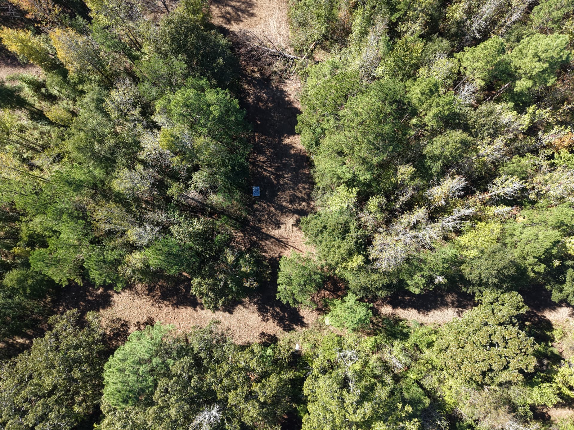 Overhead view of woodland trails and a hunting opening at Flatwood 40 Tract, Marengo County, Alabama