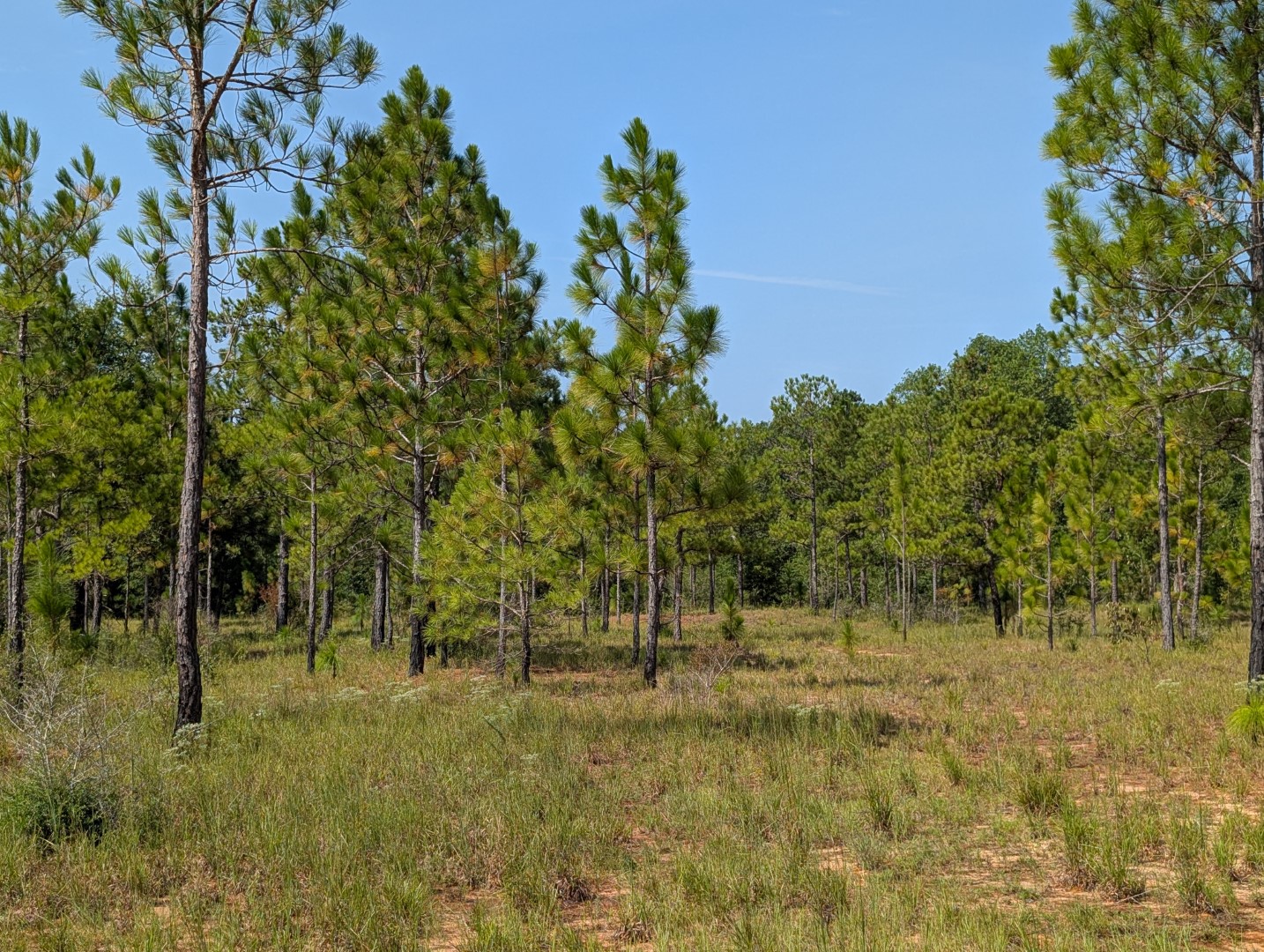 Planted longleaf pine on open, grassy ground
