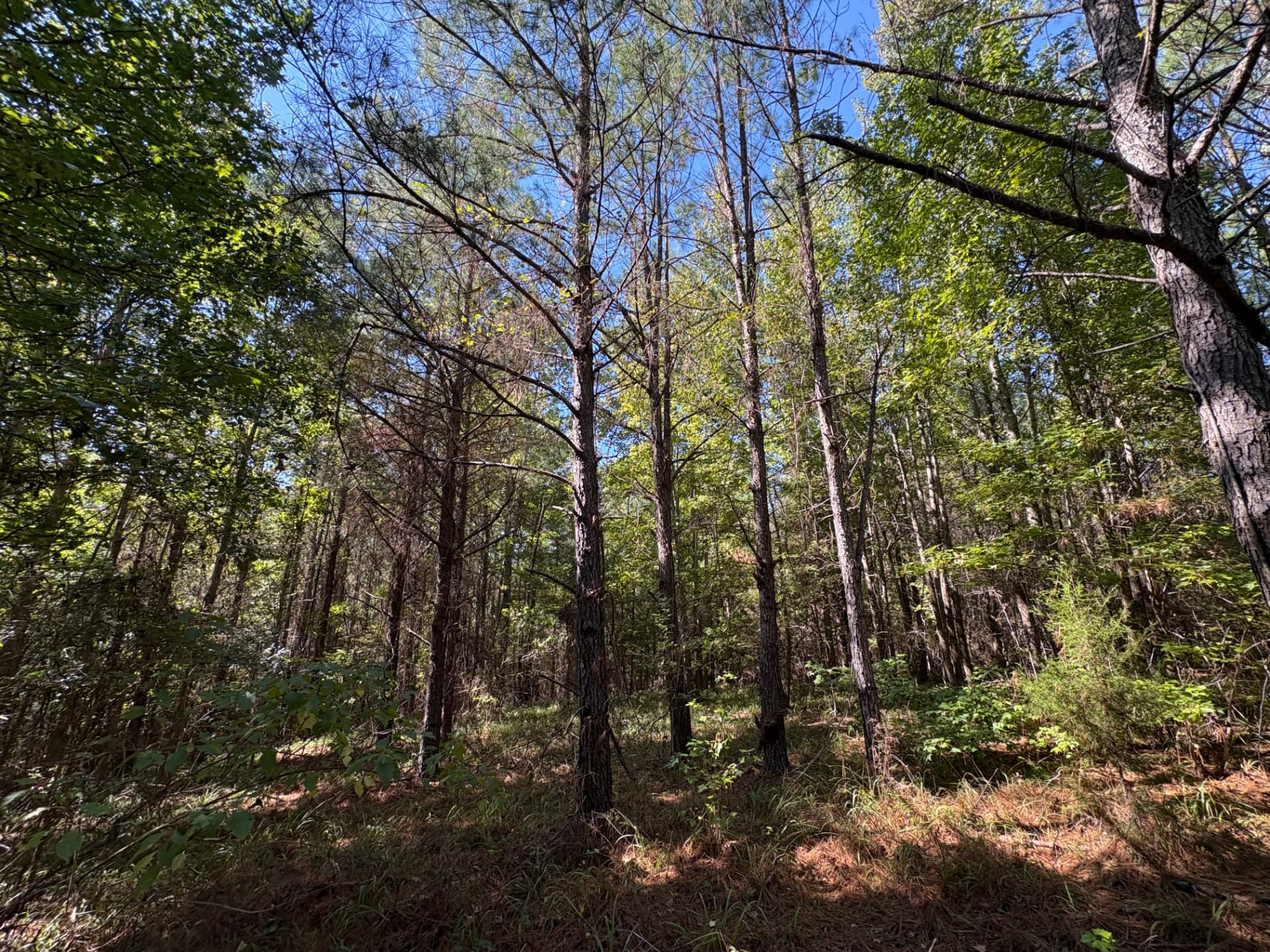 Mixed pines and hardwoods under a blue sky