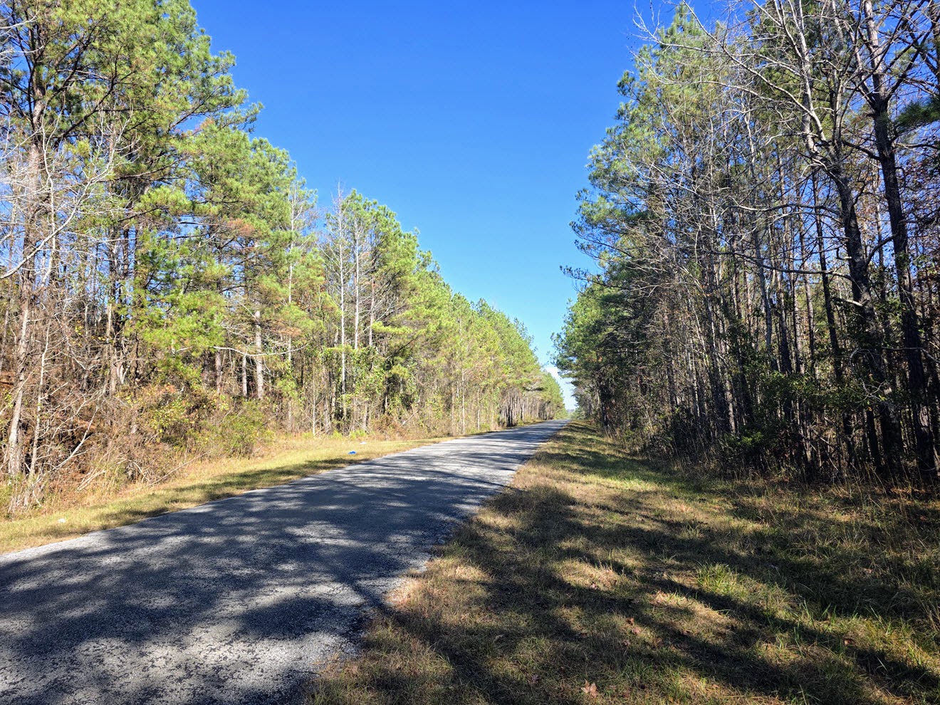 Paved County Road 23 frontage beside pine timber at North Perry 130 Tract, Perry County, Alabama