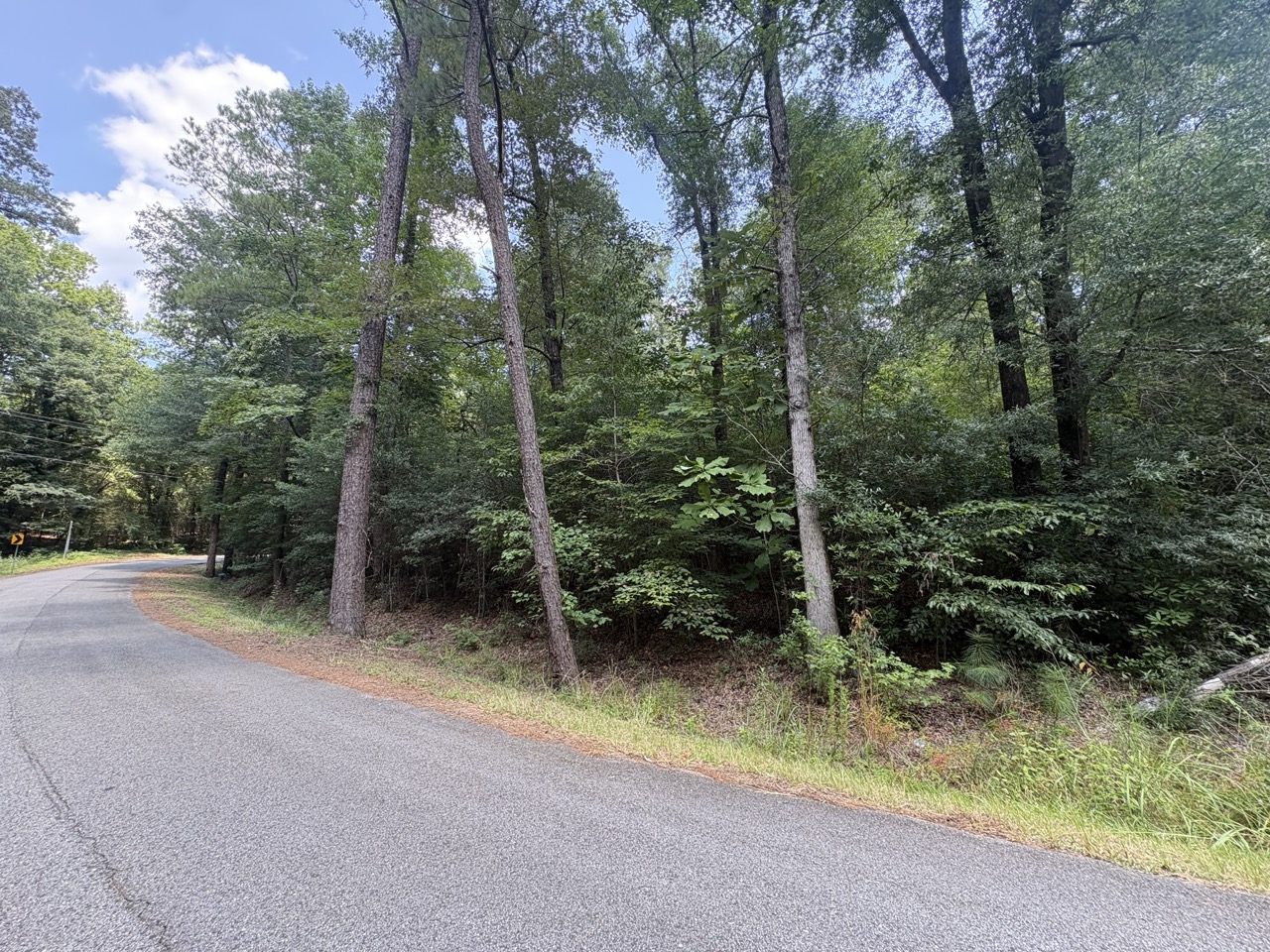 Tall pines and hardwoods along a road bend in the Woodmont Subdivision