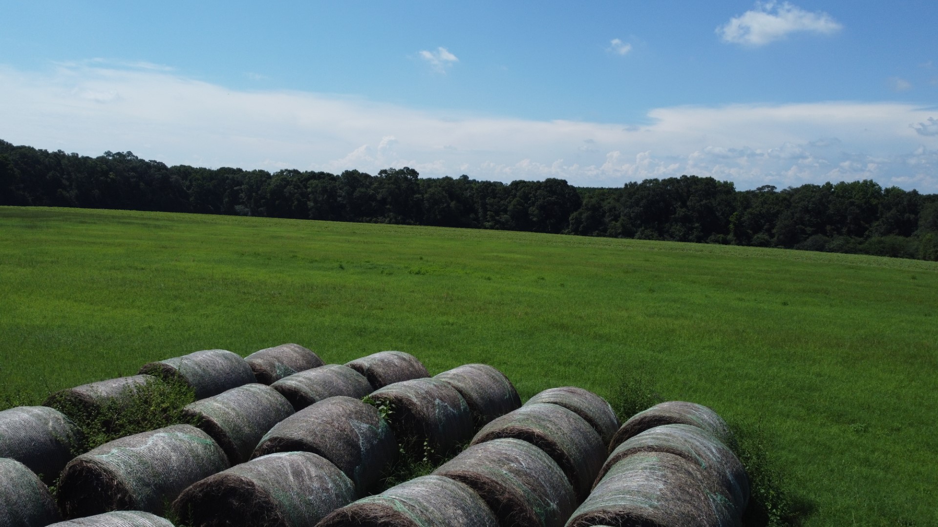 Round hay bales in the open pasture with timber behind