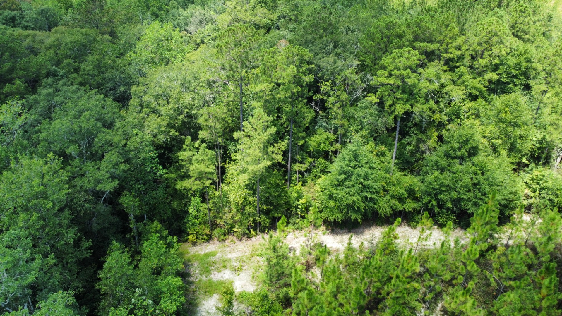 Close aerial of hardwood timber along a drainage