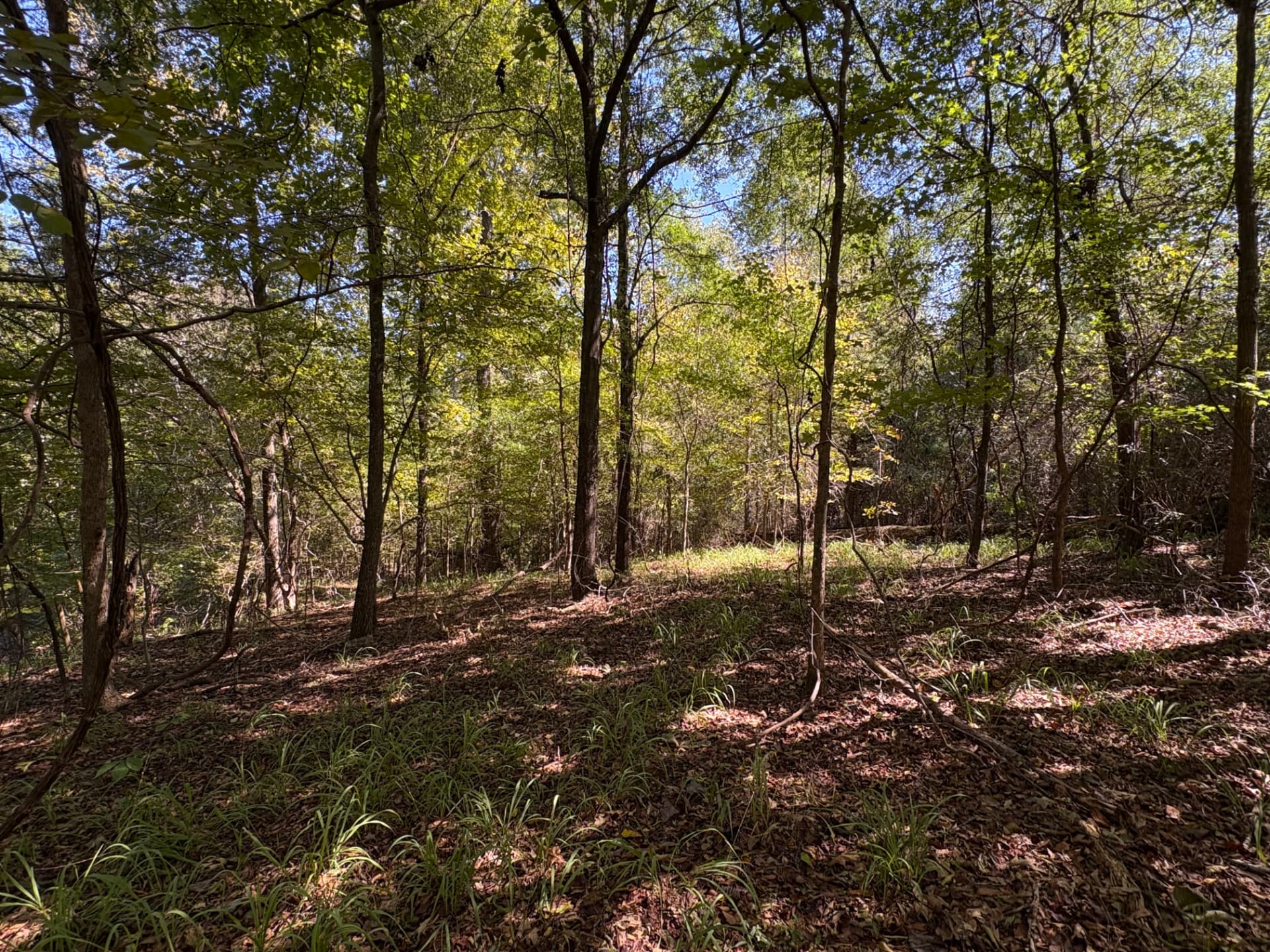 Open hardwood woodland with dappled light