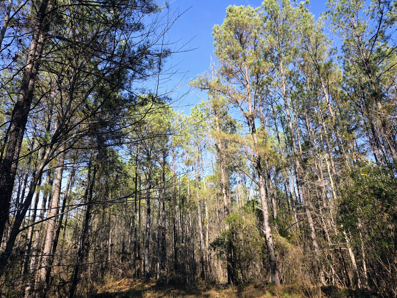 Mature pine and hardwood timber along an internal lane at North Perry 130 Tract, Perry County, Alabama