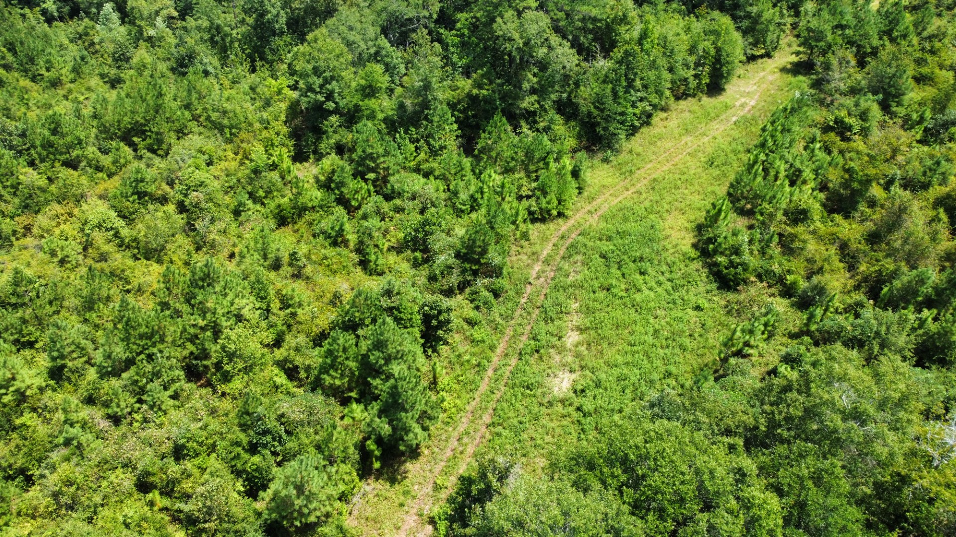 Aerial of an internal trail through the timber