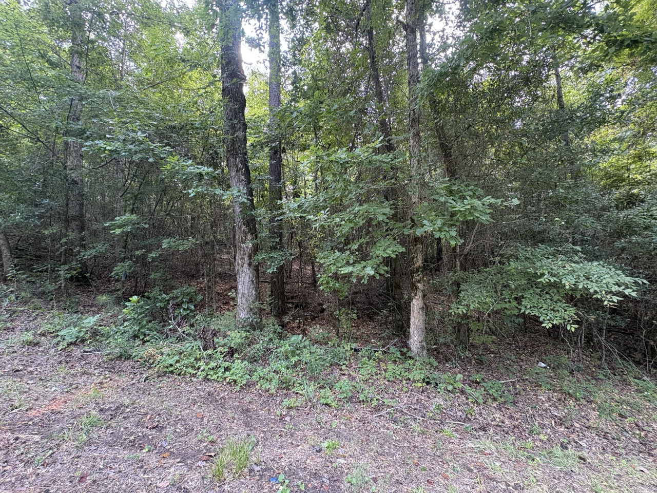 Wooded interior seen from the road edge at Woodmont Lot 40