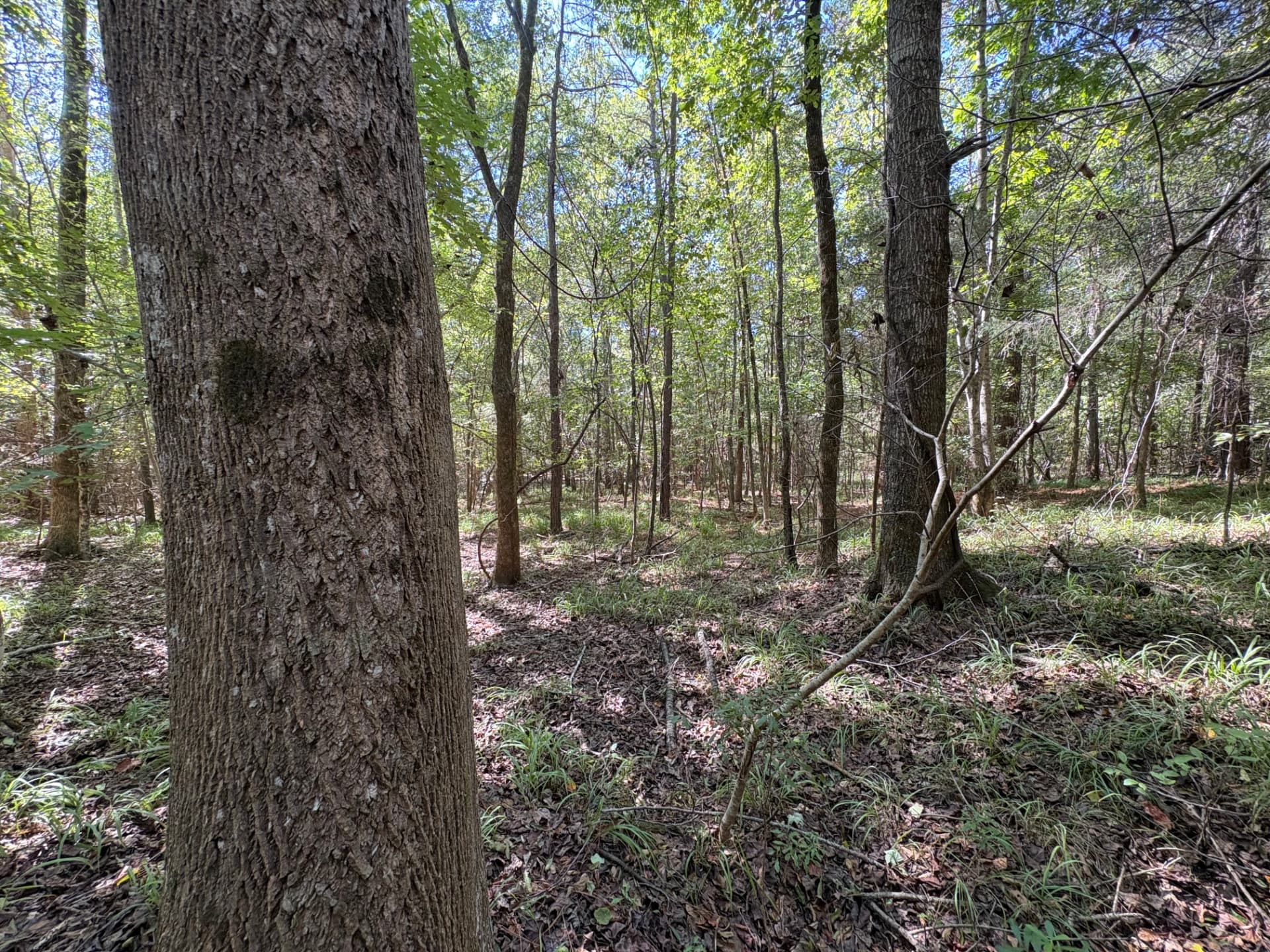 Mature hardwood in the drainage corridor