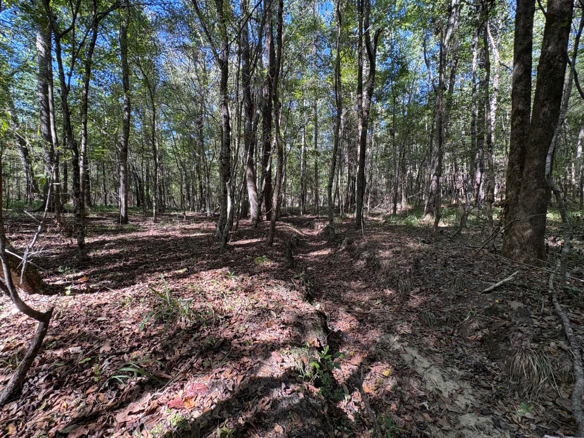 Natural drainage cutting through the hardwoods