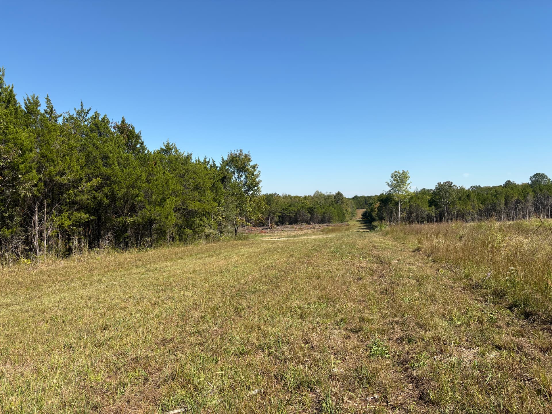 Open grassy clearing with a mowed lane and treeline at Cedar Junction