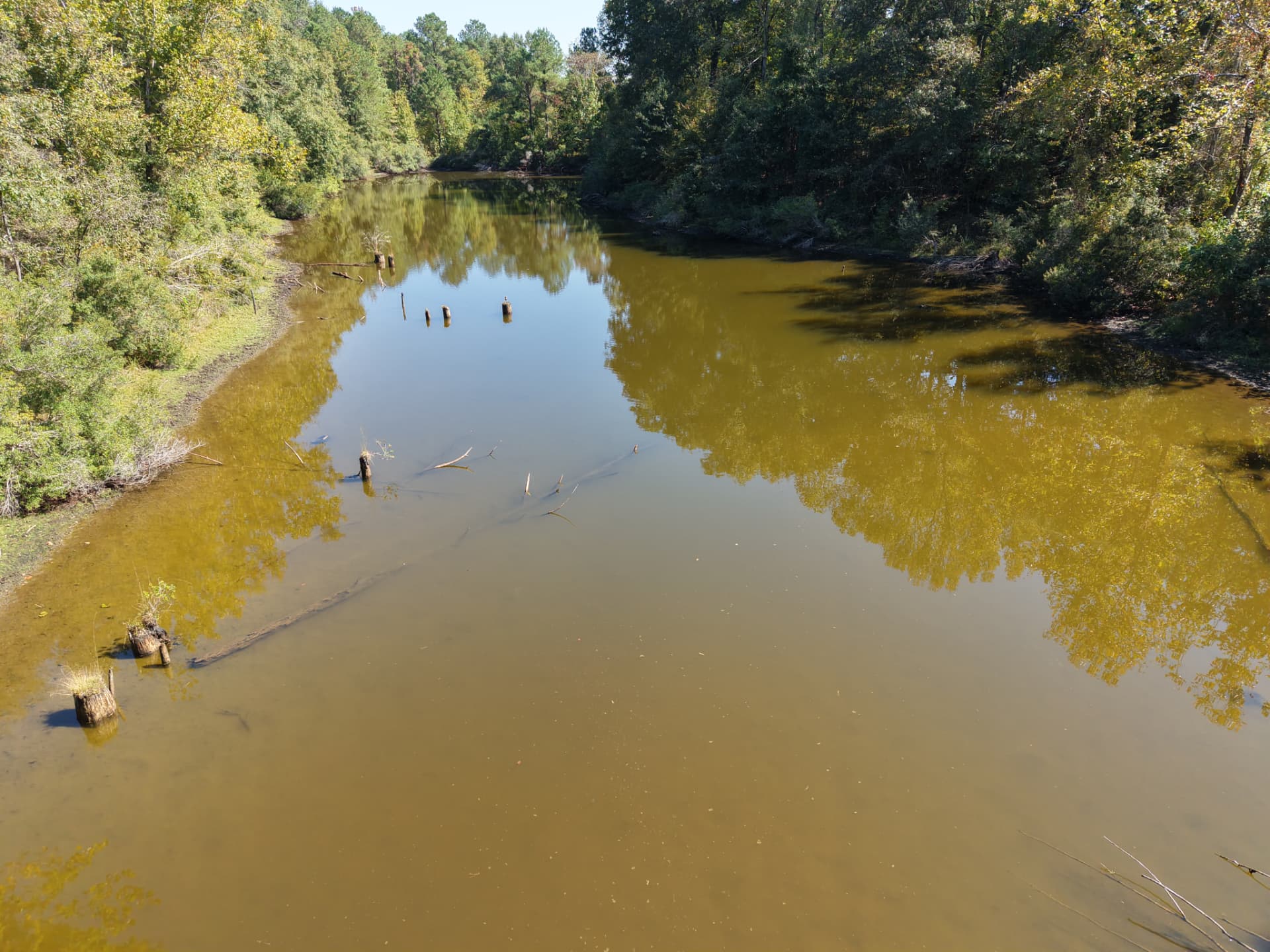 Pond shallows with standing stumps and hardwood-lined banks