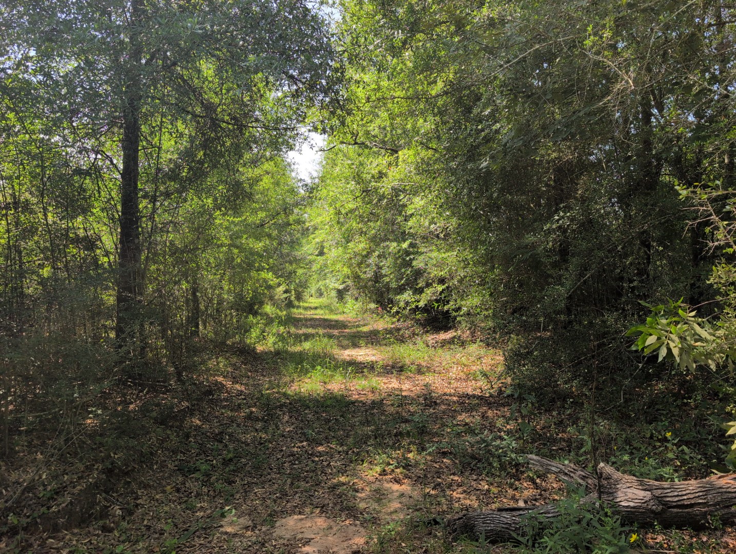 Shaded woods road through mixed timber